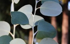 Mappa Tassie Cold Hardy Eucalyptus Tree (Eucalyptus Pauciflora) - 2 Gallon Pot -SHRUBS and BUSHES Store Eucalyptus Tree Mappa Tassie Pauciflora Snow Gum 2