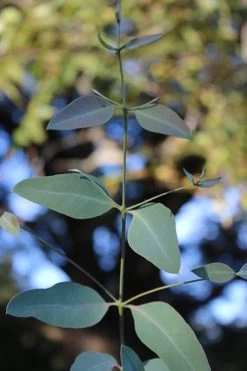 Grace Cold Hardy Eucalyptus Tree (Eucalyptus Elliptica) - 3 Quart Pot 11 Grace Cold Hardy Eucalyptus Tree (Eucalyptus Elliptica) - 3 Quart Pot -SHRUBS and BUSHES Store Eucalytptus Grace BS 3