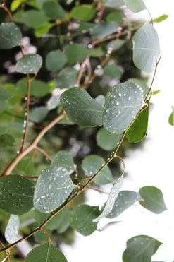 Lucky Country Cold Hardy Eucalyptus Tree (Eucalyptus Camphora) - Quart Pot -SHRUBS and BUSHES Store Eucalytptus Lucky Country BS