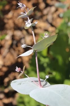 Maggie Cold Hardy Eucalyptus Tree (Eucalyptus Nova Anglica) - 3 Quart Pot -SHRUBS and BUSHES Store Eusalyptus Maggie 1 500x750 2