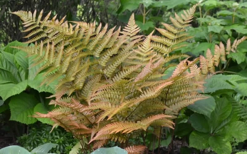 Autumn Fern (Dryopteris Erythrosora) - 10 Pack Of Quart Pots 6 Autumn Fern (Dryopteris Erythrosora) - 10 Pack Of Quart Pots - Image 4