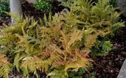 Autumn Fern (Dryopteris Erythrosora) - 10 Pack Of Quart Pots 13 Autumn Fern (Dryopteris Erythrosora) - 10 Pack Of Quart Pots -SHRUBS and BUSHES Store Fern Autumn 2