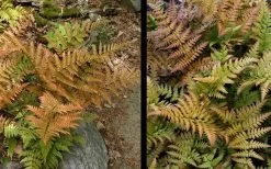 Autumn Fern (Dryopteris Erythrosora) - 10 Pack Of Quart Pots 14 Autumn Fern (Dryopteris Erythrosora) - 10 Pack Of Quart Pots -SHRUBS and BUSHES Store Fern Autumn 4
