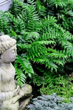 Best Seller 11 Japanese Holly Fern - Cyrtomium Falcatum 'Rochfordianum' - 2.5 Quart Pot