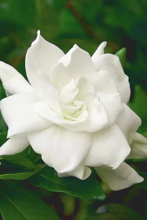August Beauty Gardenia - 6 Pack Of 1 Gallon Pots 3 August Beauty Gardenia - 6 Pack Of 1 Gallon Pots