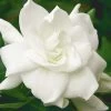 August Beauty Gardenia - 2.5 Quart Pot 1 August Beauty Gardenia - 2.5 Quart Pot -SHRUBS and BUSHES Store Gardenia August Beauty 5 500x750 5