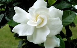 August Beauty Gardenia (Single Trunk Topiary Tree) - 5 Gallon Pot 11 August Beauty Gardenia (Single Trunk Topiary Tree) - 5 Gallon Pot -SHRUBS and BUSHES Store Gardenia August Beauty Flower Closeup 1