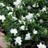 Radicans Creeping Dwarf Gardenia - 6 Pack Of 1 Gallon Pots 2 Radicans Creeping Dwarf Gardenia - 6 Pack Of 1 Gallon Pots -SHRUBS and BUSHES Store Gardenia Creeping 22