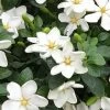 Hardy Fragrant Daisy Gardenia Bush - 2.5 Quart Pot 2 Hardy Fragrant Daisy Gardenia Bush - 2.5 Quart Pot -SHRUBS and BUSHES Store Gardenia Daisy 20 3