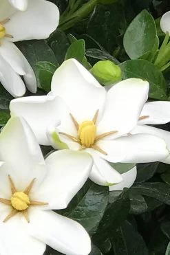 Hardy Fragrant Daisy Gardenia Bush - 3 Gallon Pot -SHRUBS and BUSHES Store Gardenia Daisy 21 2