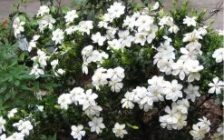 Hardy Fragrant Daisy Gardenia Bush - 3 Gallon Pot -SHRUBS and BUSHES Store Gardenia Daisy Blooms 2 2