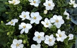 Hardy Fragrant Daisy Gardenia Bush - 3 Gallon Pot -SHRUBS and BUSHES Store Gardenia Daisy Blooms 3