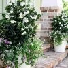 Diamond Spire Gardenia - 3 Gallon Pot -SHRUBS and BUSHES Store Gardenia Diamond Spire 1 1