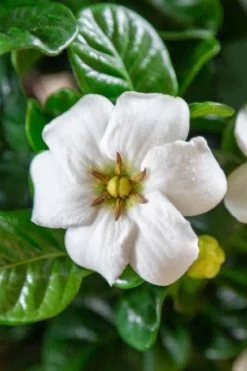 Diamond Spire Gardenia - 1 Gallon Pot 12 Diamond Spire Gardenia - 1 Gallon Pot -SHRUBS and BUSHES Store Gardenia Diamond Spire 3 2