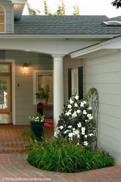 Diamond Spire Gardenia - 2 Gallon Pot -SHRUBS and BUSHES Store Gardenia Diamond Spire 5