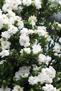 Double Mint Gardenia - 1 Gallon Pot -SHRUBS and BUSHES Store Gardenia Double Mint 2 2