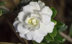 Double Mint Gardenia - 1 Gallon Pot -SHRUBS and BUSHES Store Gardenia Double Mint 6 2