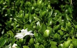 Double Mint Gardenia - 2 Gallon Pot -SHRUBS and BUSHES Store Gardenia Double Mint 7 3