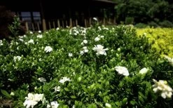Double Mint Gardenia - 3 Gallon Pot -SHRUBS and BUSHES Store Gardenia Double Mint 8 1