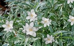 Variegated Creeping Dwarf Gardenia - 6 Pack Of 1 Gallon Pots 9 Variegated Creeping Dwarf Gardenia - 6 Pack Of 1 Gallon Pots -SHRUBS and BUSHES Store Gardenia Dwarf Radicans Variegated 3 1