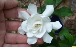 Fall In Love Cold Hardy Gardenia - 1 Gallon Pot -SHRUBS and BUSHES Store Gardenia Fall In Love