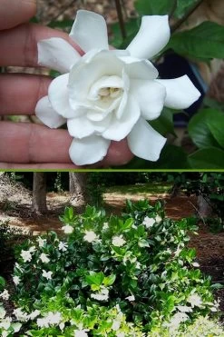 Fall In Love Cold Hardy Gardenia - 1 Gallon Pot -SHRUBS and BUSHES Store Gardenia Fall In Love BS