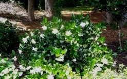 Fall In Love Cold Hardy Gardenia - 1 Gallon Pot -SHRUBS and BUSHES Store Gardenia Fallin In Love Shrub