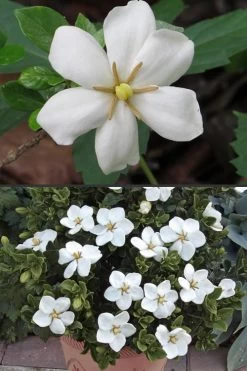 Hardy Fragrant Daisy Gardenia Bush - 1 Gallon Pot 14 Hardy Fragrant Daisy Gardenia Bush - 1 Gallon Pot -SHRUBS and BUSHES Store Gardenia Hardy Daisy 500x750 1