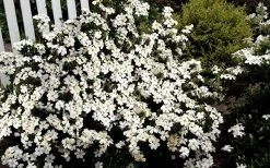 Heaven Scent Gardenia - 6 Pack Of 1 Gallon Pots 11 Heaven Scent Gardenia - 6 Pack Of 1 Gallon Pots -SHRUBS and BUSHES Store Gardenia Heaven Scent 17