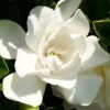 Jubilation Gardenia - 2 Gallon Pot 1 Jubilation Gardenia - 2 Gallon Pot -SHRUBS and BUSHES Store Gardenia Jubilation BS 2