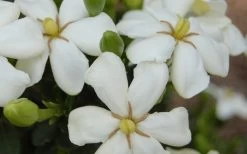 ScentAmazing Gardenia - 2 Gallon Pot -SHRUBS and BUSHES Store Gardenia Scentamazing 20 1