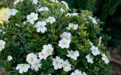 ScentAmazing Gardenia - 1 Gallon Pot -SHRUBS and BUSHES Store Gardenia Scentamazing Shrub