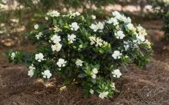Sweet Tea Gardenia - 3 Gallon Pot -SHRUBS and BUSHES Store Gardenia Sweet Tea 5