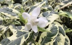 Variegated Gardenia - 1 Gallon Pot -SHRUBS and BUSHES Store Gardenia Variegated 1 1