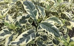 Variegated Gardenia - 1 Gallon Pot -SHRUBS and BUSHES Store Gardenia Variegated 2 1