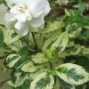 Variegated Gardenia - 1 Gallon Pot -SHRUBS and BUSHES Store Gardenia Variegated BS 1