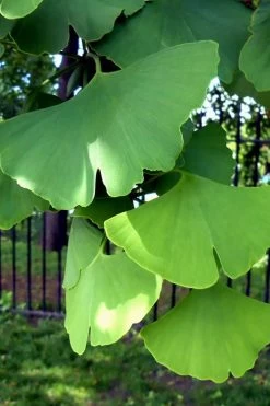 Ginkgo Maidenhair Tree (Male) - 2 Gallon Pot -SHRUBS and BUSHES Store Ginkgo Tree 10 1