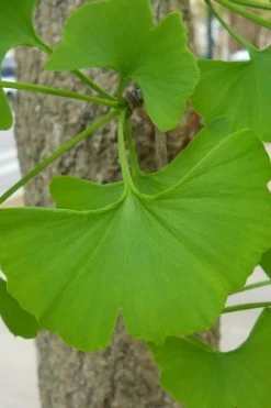 Ginkgo Maidenhair Tree (Male) - 2 Gallon Pot -SHRUBS and BUSHES Store Ginkgo Tree 11 1