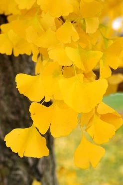 Ginkgo Maidenhair Tree (Male) - 2 Gallon Pot -SHRUBS and BUSHES Store Ginkgo Tree 14 1