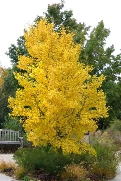 Ginkgo Maidenhair Tree (Male) - 2 Gallon Pot -SHRUBS and BUSHES Store Ginkgo Tree 16 1