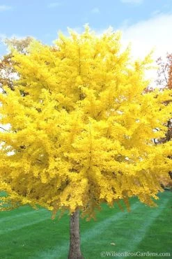 Ginkgo Maidenhair Tree (Male) - 2 Gallon Pot