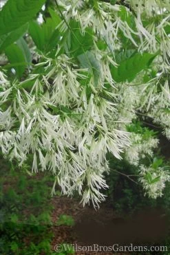 Grancy Graybeard - White Fringe Tree - 7 Gallon Pot (2-3') 15 Grancy Graybeard - White Fringe Tree - 7 Gallon Pot (2-3') -SHRUBS and BUSHES Store Grancy Graybeard Tree 30 1