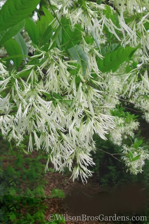 Grancy Graybeard - White Fringe Tree - 7 Gallon Pot (2-3') 9 Grancy Graybeard - White Fringe Tree - 7 Gallon Pot (2-3') - Image 7