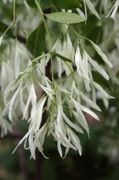 Grancy Graybeard - White Fringe Tree - 3 Gallon Pot 16 Grancy Graybeard - White Fringe Tree - 3 Gallon Pot -SHRUBS and BUSHES Store Grancy Graybeard Tree 32