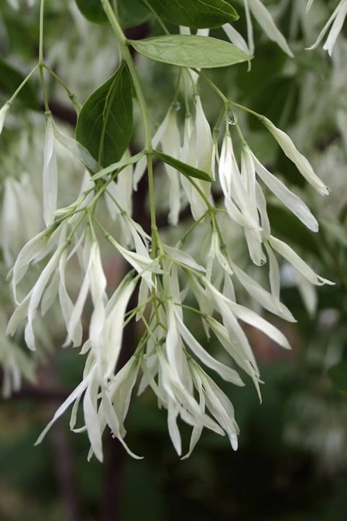 Grancy Graybeard - White Fringe Tree - 3 Gallon Pot 7 Grancy Graybeard - White Fringe Tree - 3 Gallon Pot - Image 5