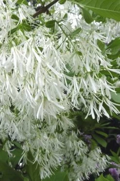 Grancy Graybeard - White Fringe Tree - 3 Gallon Pot