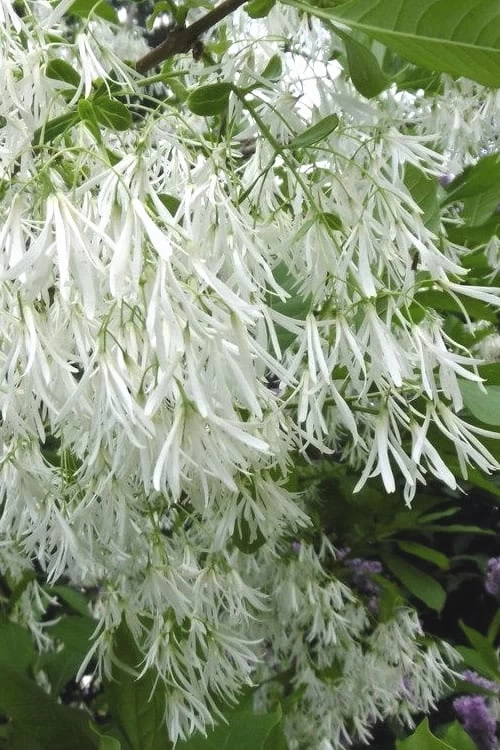 Grancy Graybeard - White Fringe Tree - 7 Gallon Pot (2-3') 3 Grancy Graybeard - White Fringe Tree - 7 Gallon Pot (2-3')