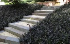 Black Mondo Grass (Ophiopogon Planiscapus 'Nigrescens') - 6 Pack Of Pint Pots -SHRUBS and BUSHES Store Grass Mondo Black