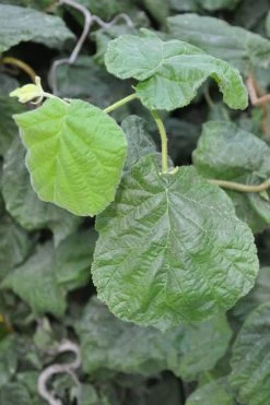 Harry Lauder's Walking Stick - Corylus Avellana 'Contorta' - 7 Gallon Pot 16 Harry Lauder's Walking Stick - Corylus Avellana 'Contorta' - 7 Gallon Pot -SHRUBS and BUSHES Store Harry Lauder Walking Stick 12 1