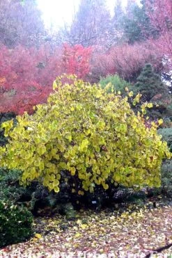 Harry Lauder's Walking Stick - Corylus Avellana 'Contorta' - 7 Gallon Pot 17 Harry Lauder's Walking Stick - Corylus Avellana 'Contorta' - 7 Gallon Pot -SHRUBS and BUSHES Store Harry Lauder Walking Stick 15 1